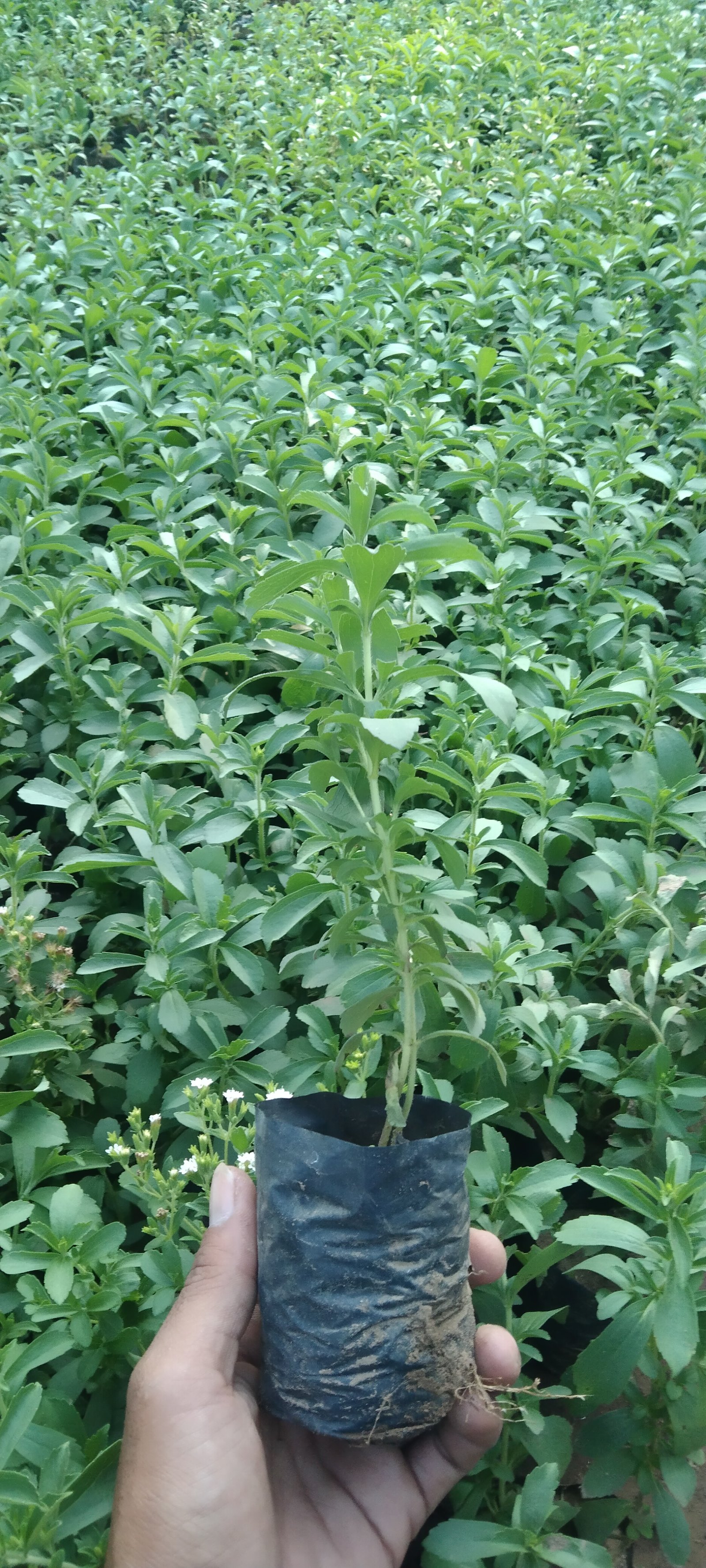 Bibit stevia